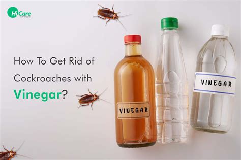 roach zapper|home remedy for roaches vinegar.